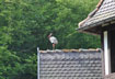 a black stork on the roof